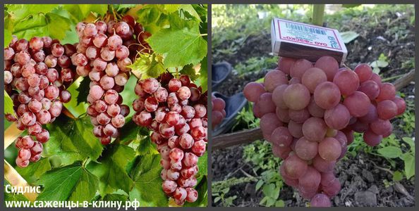 Уход за виноградником в разные сезоны